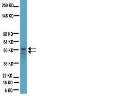MilliporeSigma anti-Glial Fibrillary Acidic Protein (GFAP) Ab-1; Polyclonal;